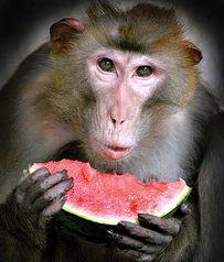 大圣吃瓜,揭秘猴王背后的神秘生活