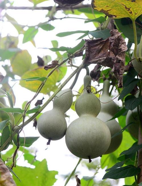 瓢瓜怎么吃,解锁健康美味新体验