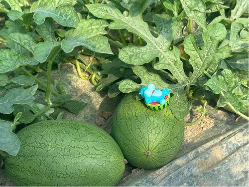 吃瓜盒,轻松享受夏日清凉新潮流